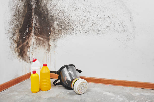 Mold Removal and Inspection in Grand Ronde, OR