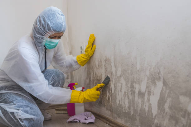 Trusted Grand Ronde, OR Mold Removal Experts