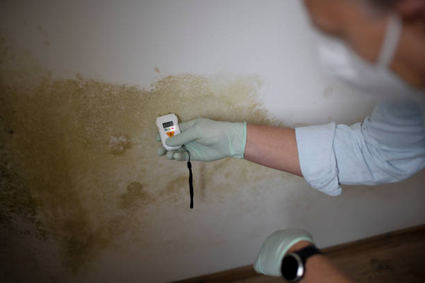 Best Fast Mold Removal  in Grand Ronde, OR