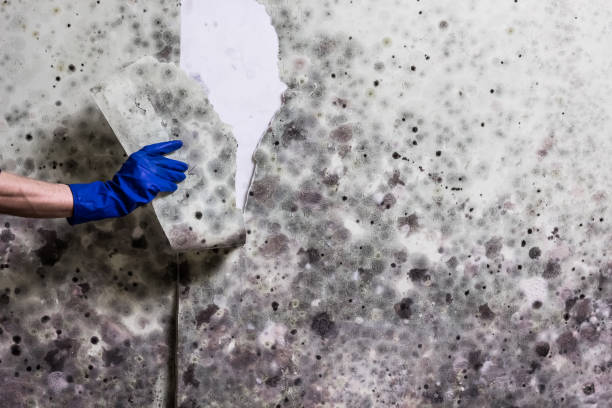  Grand Ronde, OR Mold Removal Pros