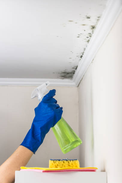 Best Home Mold Removal  in Grand Ronde, OR